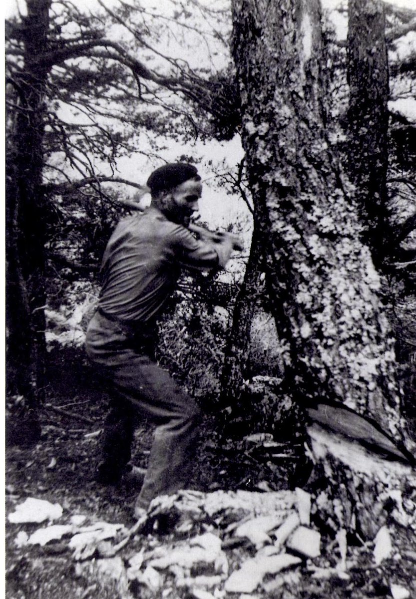 🌳Gent de bosc.

Famílies fustaires i serradores. Estimbadors que desembosquen. Destrals esmolades i 'llusades' abans d'anar a bosc. Roures que es tallaven amb lluna tendra. Alzineres, amb lluna vella. Picadors que pelen i estanyen. Raiers amunt i avall. 

📚A <a href="/CadPedraforca/">Cadí-Pedraforca</a>.