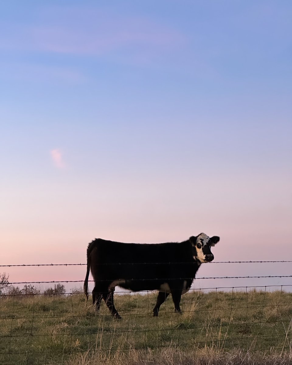 Bonne fin d'après-midi !

#jaimelespaysans #agriculteur #agriculture #agricultrice #paysan #mondeagricole #FrAgTw