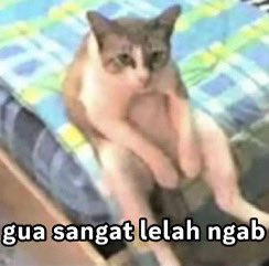 alpokatmentega's tweet photo. me right now: https://t.co/HyiEQGeMnA