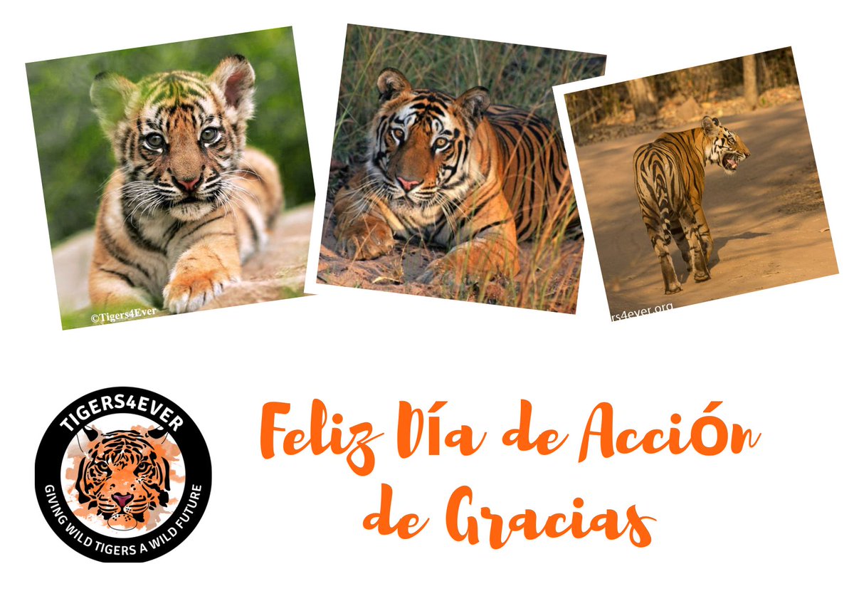 Tigers4Ever2010's tweet photo. Nos gustaría desear a todos nuestros seguidores en los Estados Unidos y a todos los demás que celebran el #DiadeAcciondeGracias hoy: un muy feliz #DiadeAcciondeGracias de Tigers4Ever, gracias por ayudarnos a salvar a los #Tigres salvajes https://t.co/oA6I9FI1LW