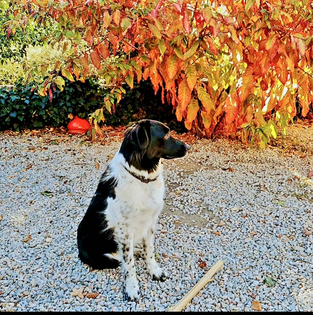 guerillakitchin's tweet image. Lovely day in #Prades. Cold but sunny. #PrivateChef