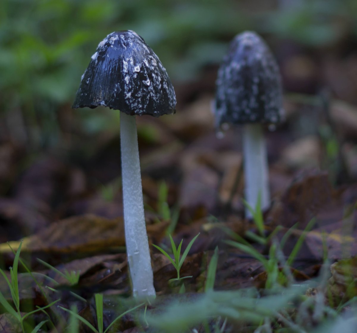 DorteHedengran's tweet photo. Fungi on a cloudy rainy day🍄
#Denmark #SonyAlpha #NaturePhotography #photooftheday #November23th #ThursdayVibes #ThursdayMood #Thursday #autumnfalls #fungi #Mushroom
📸Dorte Hedengran https://t.co/sOHi5xdg9p