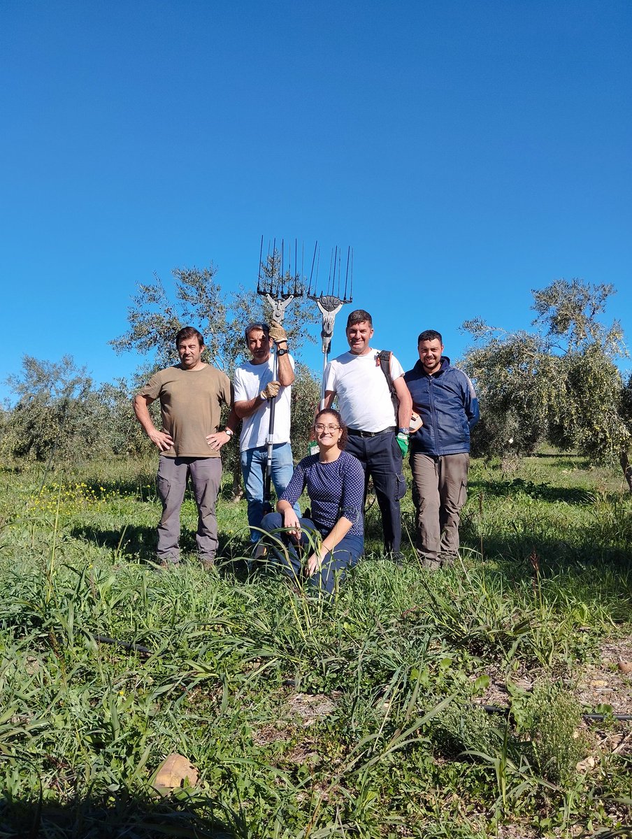 El equipo de #ArboriculturaAGR174 de <a href="/AgronomiaUCO/">DAUCO</a> finaliza el día con la recolección del ensayo de Rabanales del proyecto #NUTRISAN.
Evaluaciones:
- Producción (kg/olivo)
- Rdto. Graso
- Contenido de polifenoles 

 <a href="/citoliva/">citoliva</a> <a href="/COAGJaen/">COAG Jaén</a> <a href="/FMM_COR/">Franciso Moreno</a>
Financia: #FEADER <a href="/AgriculturAnd/">Consejería AgriPesca</a>