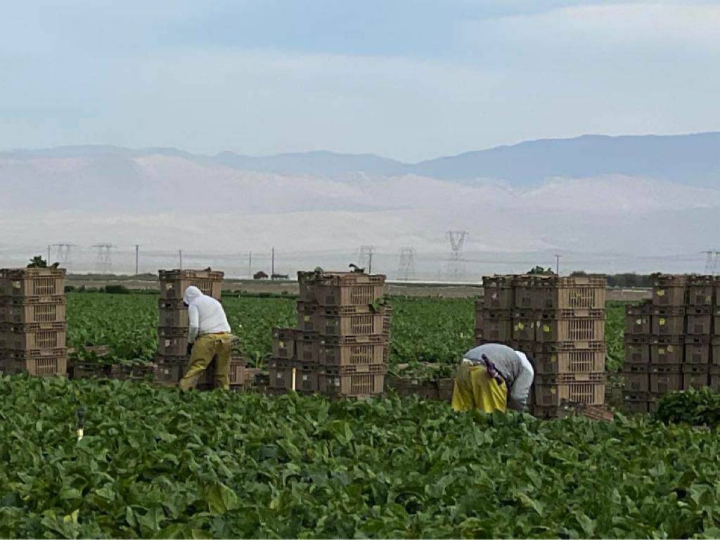 Mustard greens are used in many #Thanksgiving recipes. They get to our tables thanks to the hard work of folks like Lazaro who works 8 hours stooped over to harvest this tasty crop. #WeFeedYou