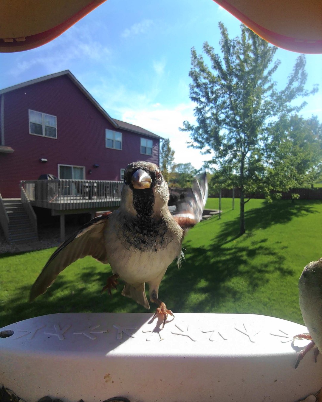 Landing Perch for Bird Buddy 