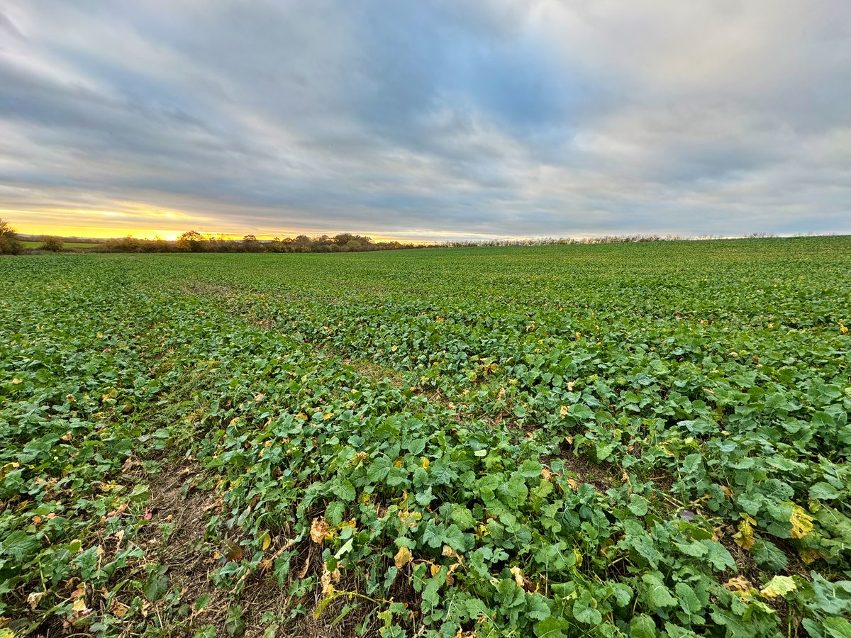 Ed Schofield tweet media