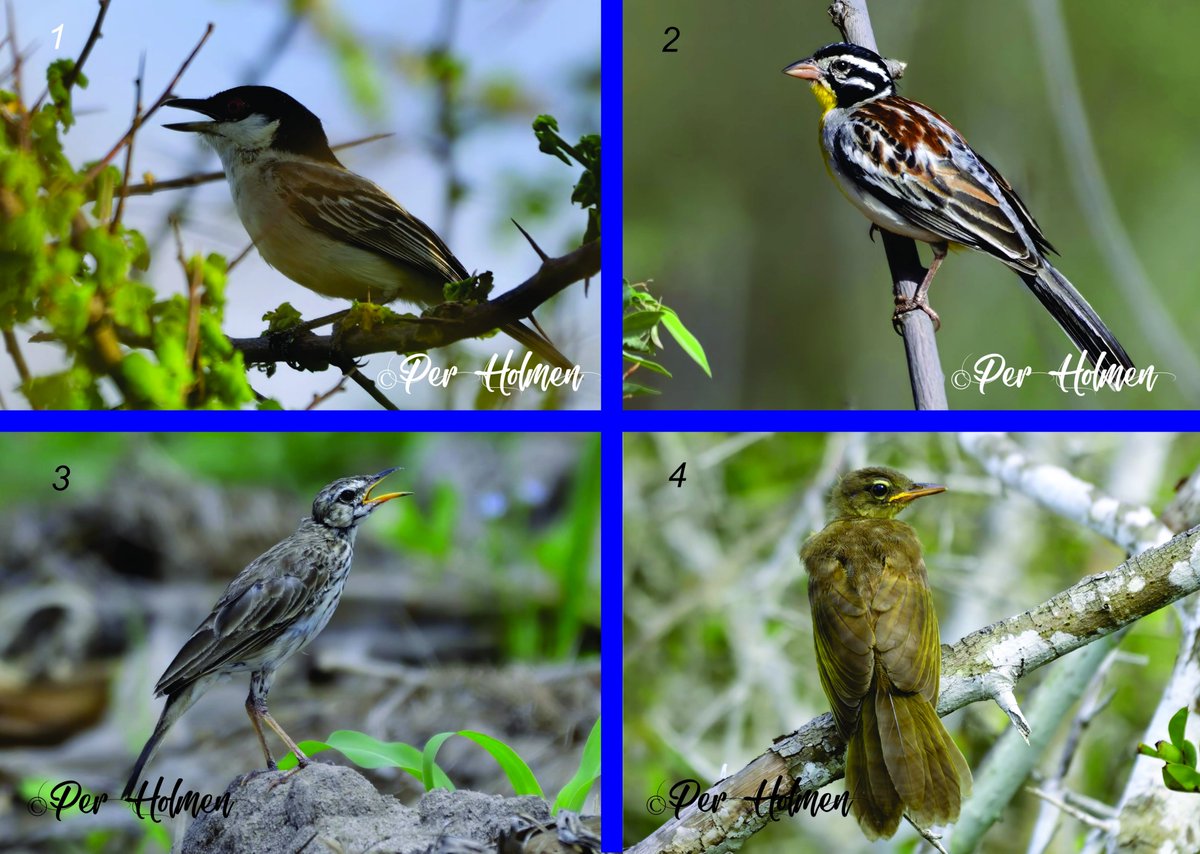 1. Pringle's Puffback (Dryoscopus pringlii) Tausa Eco Lodge
2. Somali Bunting (Emberiza poliopleura) Tausa 
3. Malindi Pipit (Anthus melindae) Arabuko Sokoke
4. Yellow-bellied Greenbul (Chlorocichla flaviventris) 
all seen by Per Holmen, Kenya
#BirdsSeenIn2023 #birds