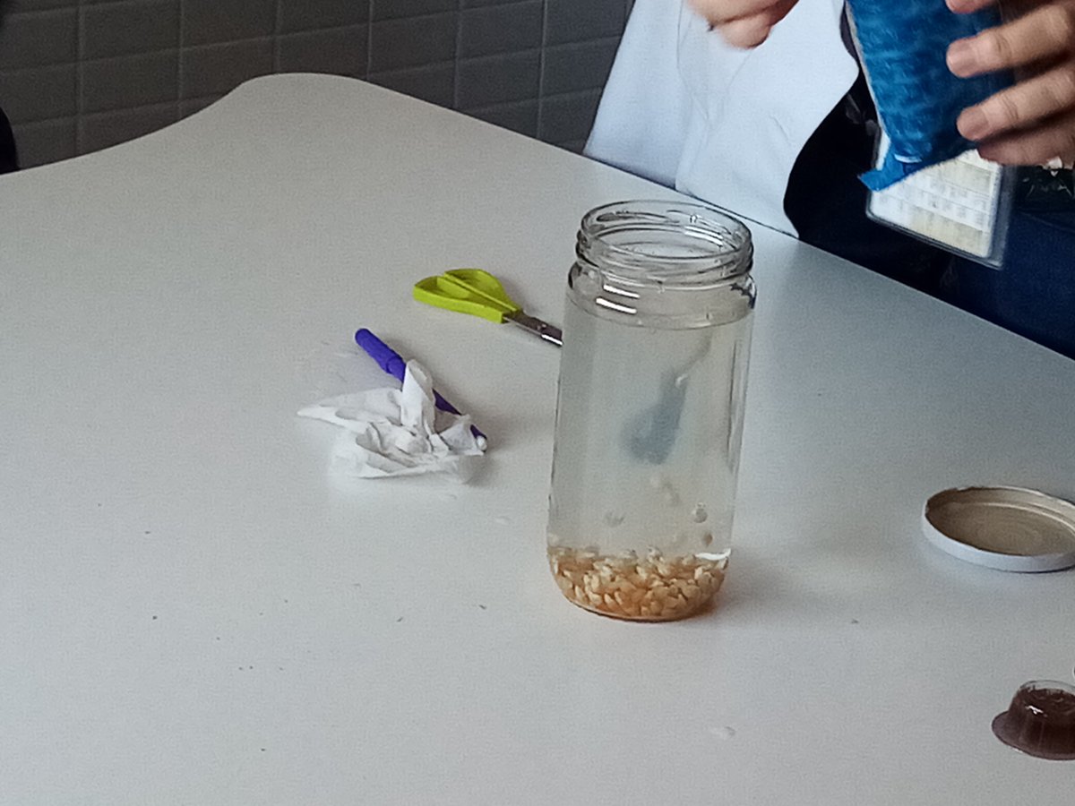 CCMiramadrid's tweet image. Hemos estado celebrando la Semana de la Ciencia en el Colegio. Nosotros también hemos realizado un experimento muy interesante. ¡El maíz bailarín! 🌽

¡Nos lo pasamos genial aprendiendo!🔬👩‍🔬

#colegiomiramadrid #miramadrid #googlereference #semanaciencia #ciencias #auladeapoyo