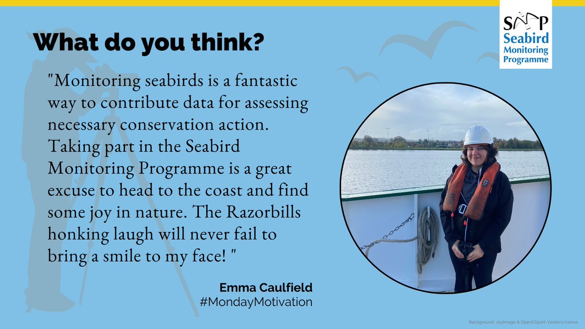 The brilliant @sweet_starling provides today's #MondayMotivation in the middle of coordinating #WinGS - the Winter Gull Survey for anyone missing seabird fun this winter. Come summer, you'll find Emma seeking out the Razorbills! 🔗bto.org/smp @_BTO @JNCC @RSPBScience