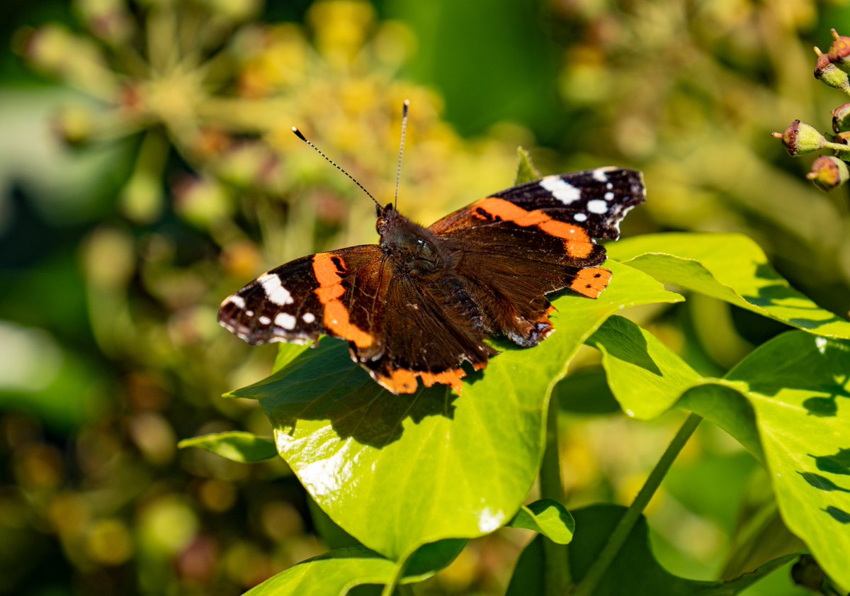 akazeeox's tweet photo. A rather haggard, but still strong, Red Admiral enjoying some late November sun ahead of the incoming cooler weekend temperatures. #Cambridge #EntoTwitter #Lepidoptera https://t.co/tr0AfEFQa5