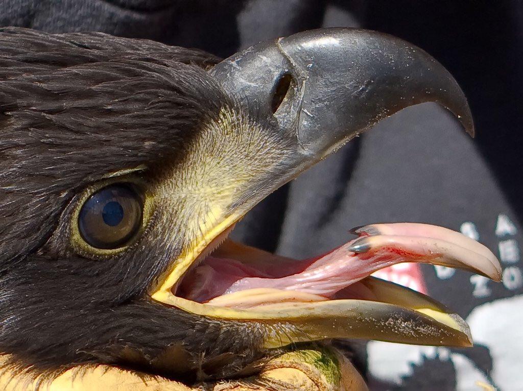 CloneaSaurusMG's tweet photo. Not only did we make sure to emphasize the Utahraptor's feathering, but we also utilized other elements from modern birds such as their Tongue. 

Since the dino has its mouth open for our pose, we believed it was a great opportunity to introduce an element that isn't seen often! https://t.co/9DDVK0IBSh