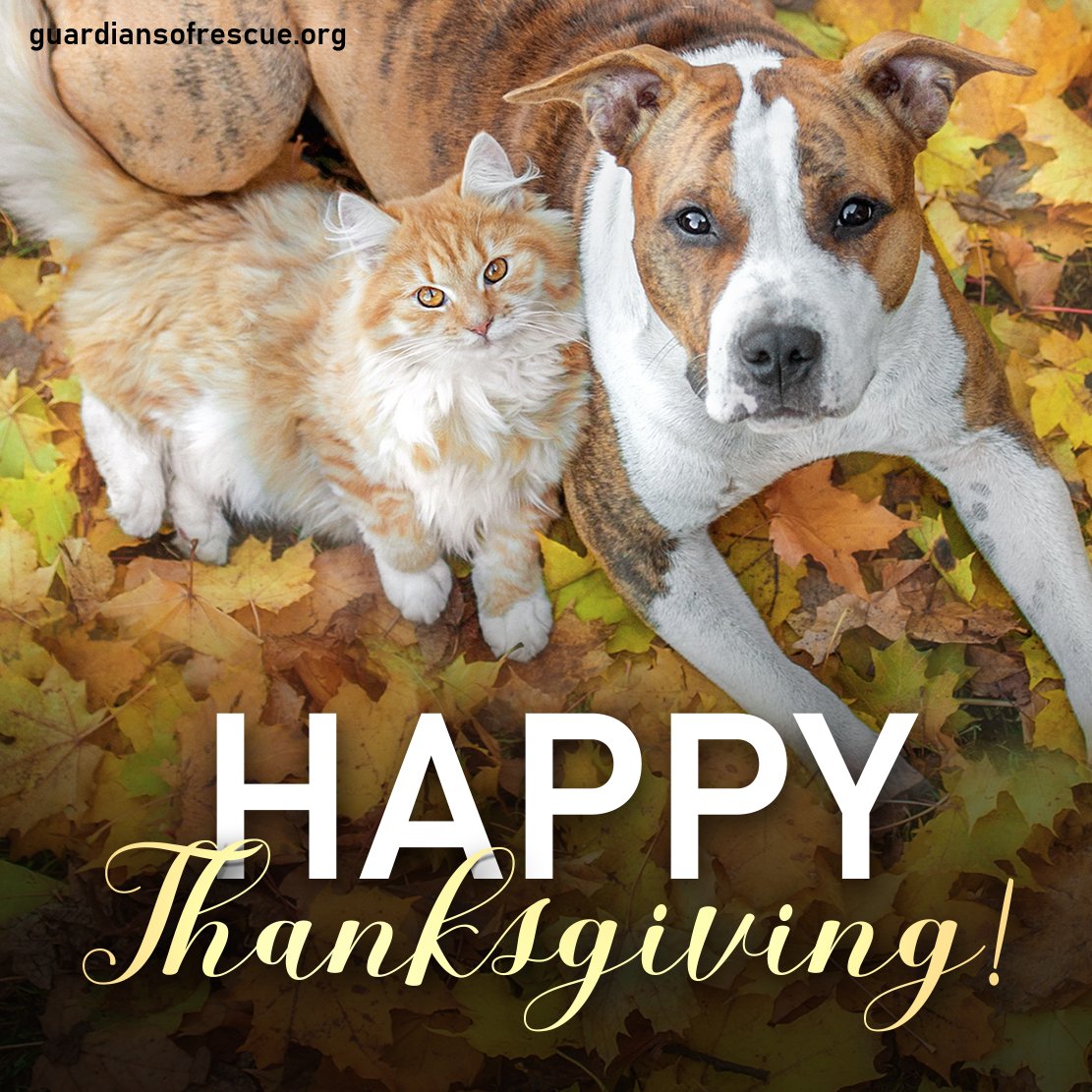 guardiansusa's tweet photo. From our homes to yours, we wish you a very Happy Thanksgiving! We are deeply grateful for your life-saving support to help the animals who need us. Thank you for being by our side to as we work to rescue the abused and the suffering, because only... 
Together We Save Them! https://t.co/nM3fJ8ZYCS