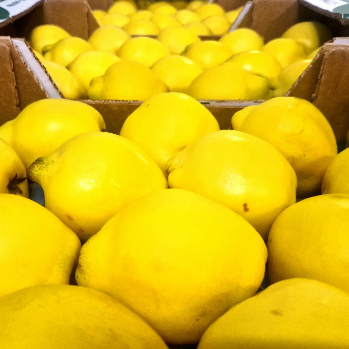 Planetproduce's tweet photo. Gold has never looked more edible. ๐ช Today's arrival of beautiful, yellow Turkish ๐น๐ท quince and Brazilian ๐ง๐ท golden papaya is enough to make your mouth water.
#planetproduce #exoticproduce #exoticfruit #papaya #goldenpapaya #quince #fruit #produce https://t.co/nW2Vq9ZEzs