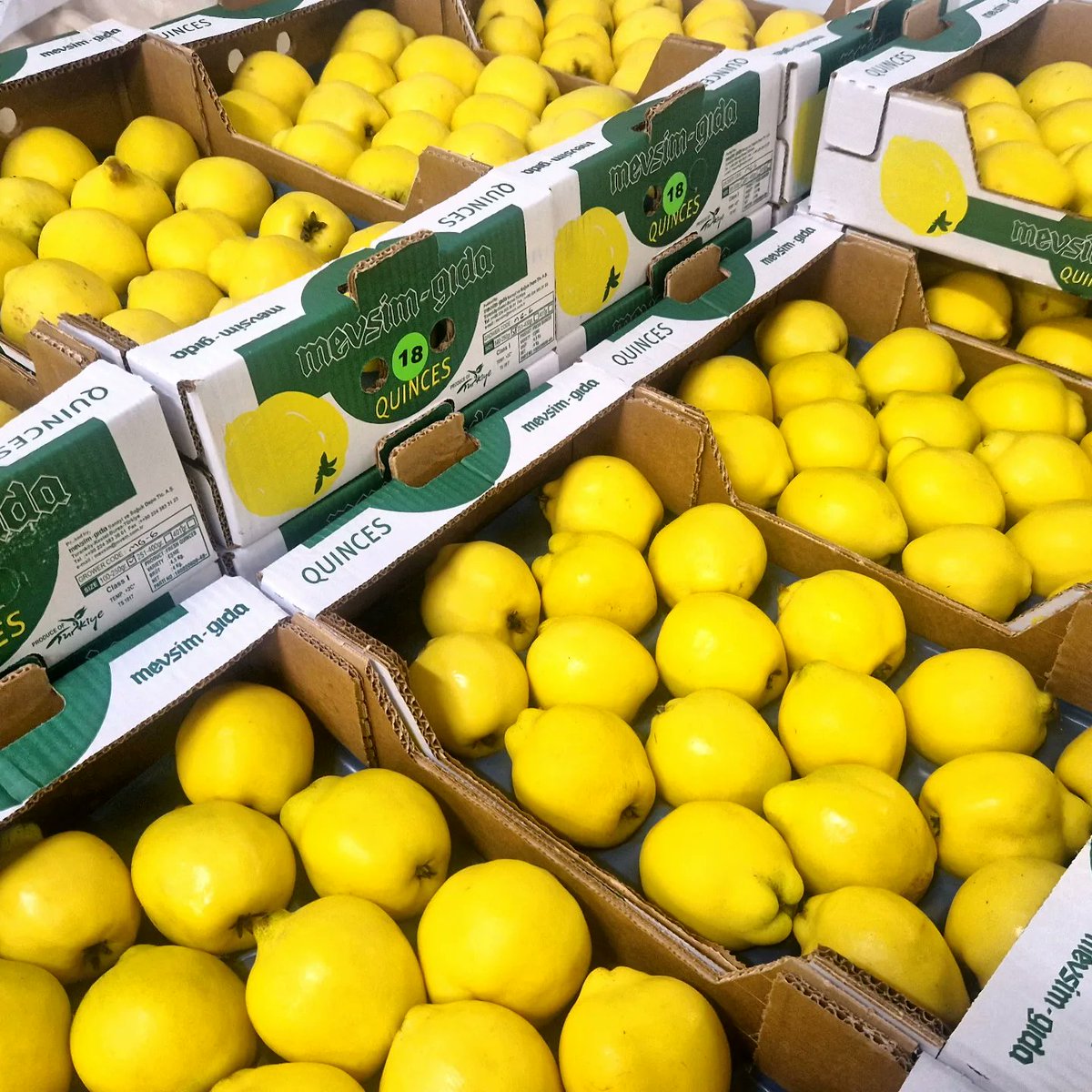 Planetproduce's tweet photo. Gold has never looked more edible. ๐ช Today's arrival of beautiful, yellow Turkish ๐น๐ท quince and Brazilian ๐ง๐ท golden papaya is enough to make your mouth water.
#planetproduce #exoticproduce #exoticfruit #papaya #goldenpapaya #quince #fruit #produce https://t.co/nW2Vq9ZEzs