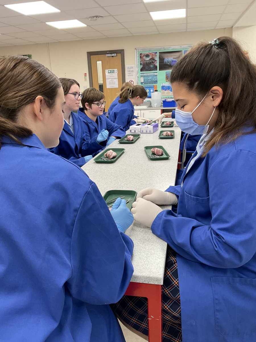 StSwithunsBio's tweet photo. L5 biologists carried out a dissection of a lamb’s heart to learn about the structure and function of a mammalian heart and associated blood vessels.  The pupils found it very interesting and were amazed by the complexity of the 3-dimensional structure. https://t.co/xnXamLiVoB