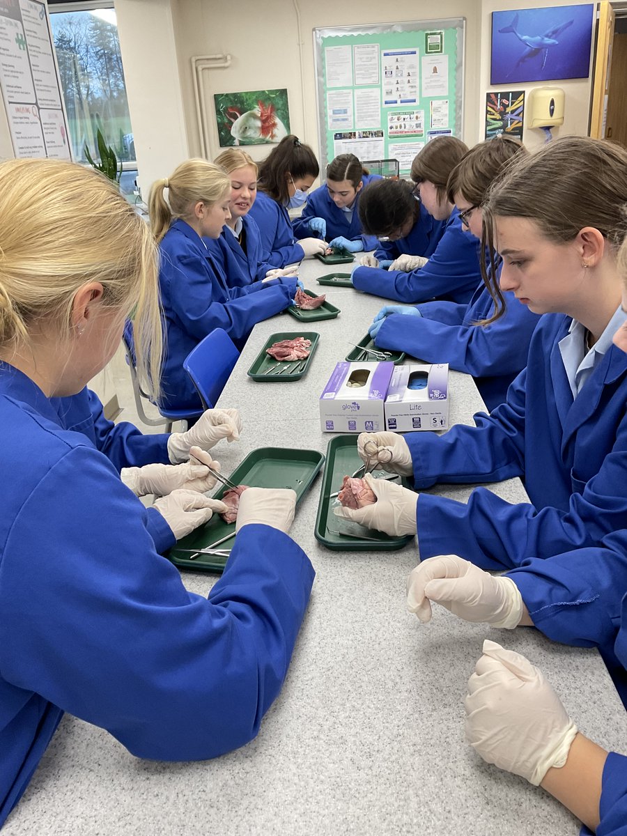 StSwithunsBio's tweet photo. L5 biologists carried out a dissection of a lamb’s heart to learn about the structure and function of a mammalian heart and associated blood vessels.  The pupils found it very interesting and were amazed by the complexity of the 3-dimensional structure. https://t.co/xnXamLiVoB