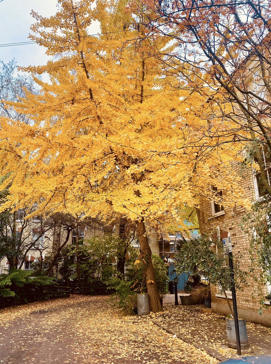 Autumn in #bonningtonsquare Vauxhall