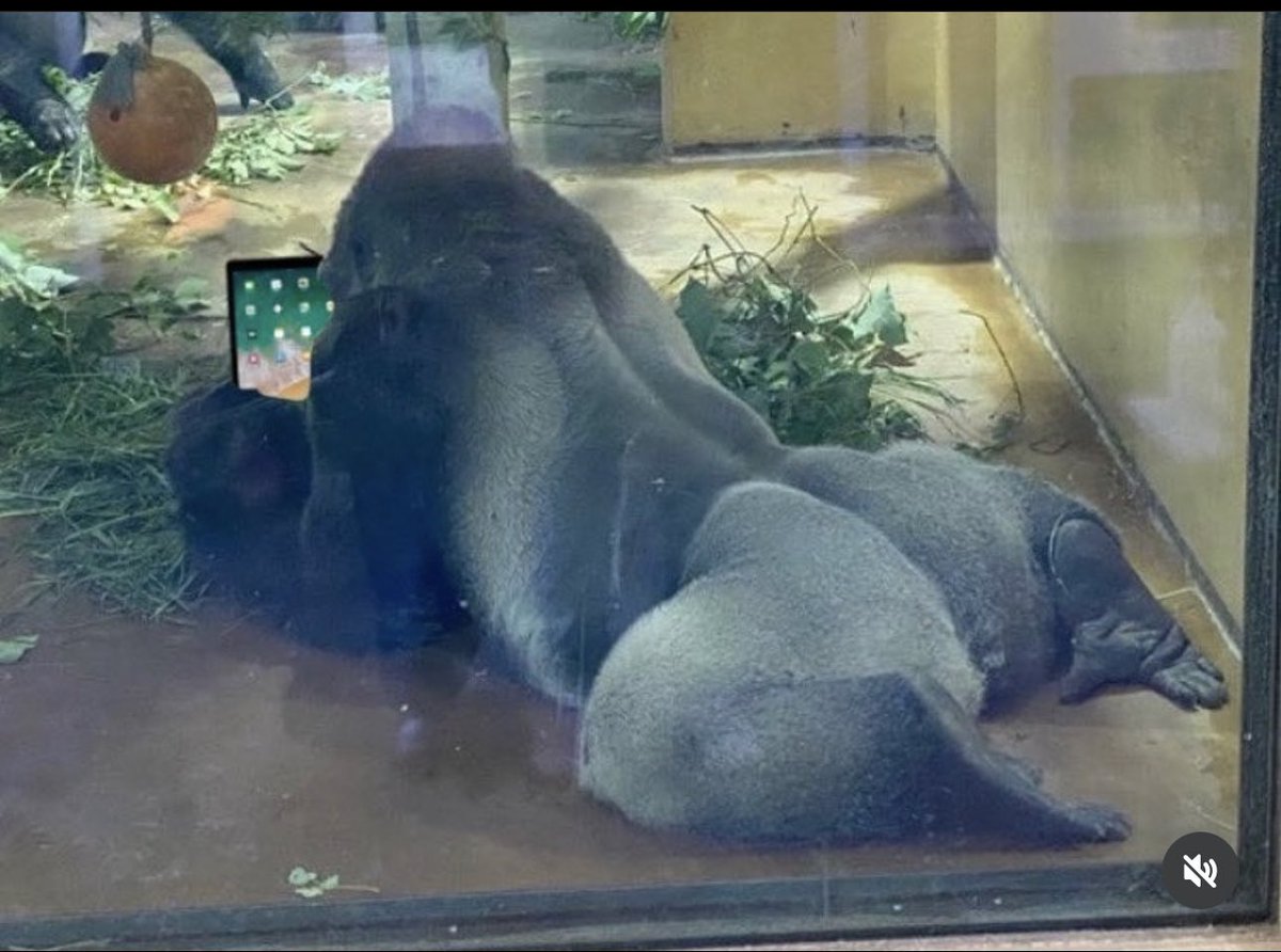 4eva 🤙🏻 tweet media