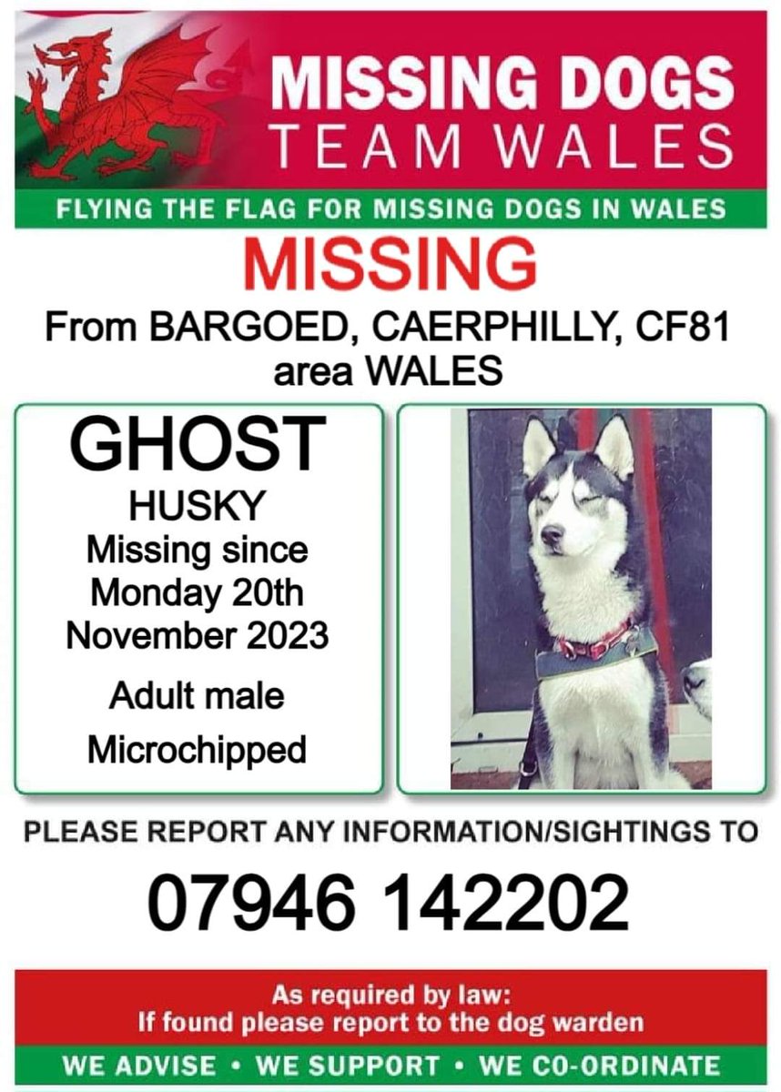 🐕 GHOST went #missing from his garden in #Bargoed #Wales 
#CF81 on Monday 20 November 2023
MICROCHIPPED & MONORCHID 
SIGHTINGS NEEDED
Possible sightings in Brynmawr area. Please call number if seen
Do not chase 🙏