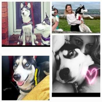 Missing Pets GB tweet media