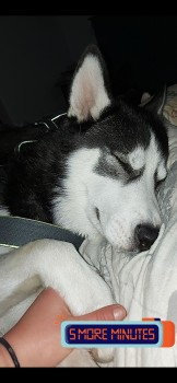 Missing Pets GB tweet media
