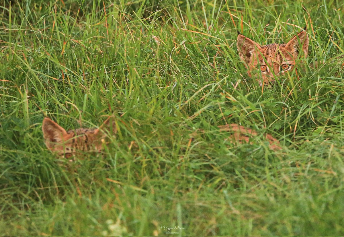 🐱🐱 Deux petites boules, massif du Jura, Ain, septembre 2023
Photo 📷  Mathias Spadiliero

#lynx #jura #ain #bugey