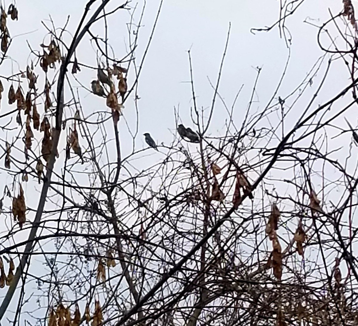 james_e_garratt's tweet photo. Cedar Waxwings through heavy- equipment window. Distinctive shapes discernible. Getting berries: wild grape, some buckthorn (last resort) https://t.co/mDrNd0O9To