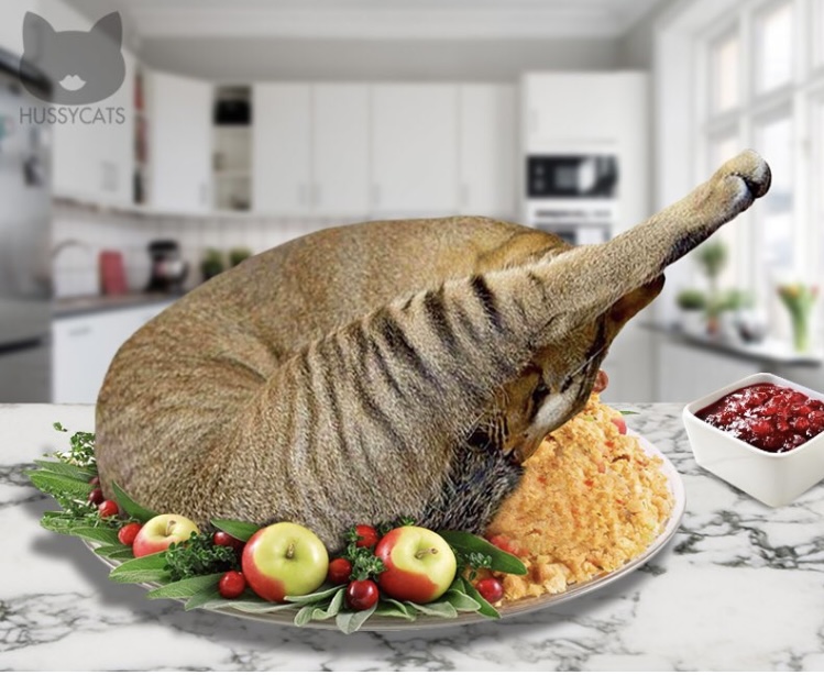 TheCatnipTimes's tweet image. Happy Thanksgiving! 
📷: tygabalm 
#catsofx #catsoftwitter #cats