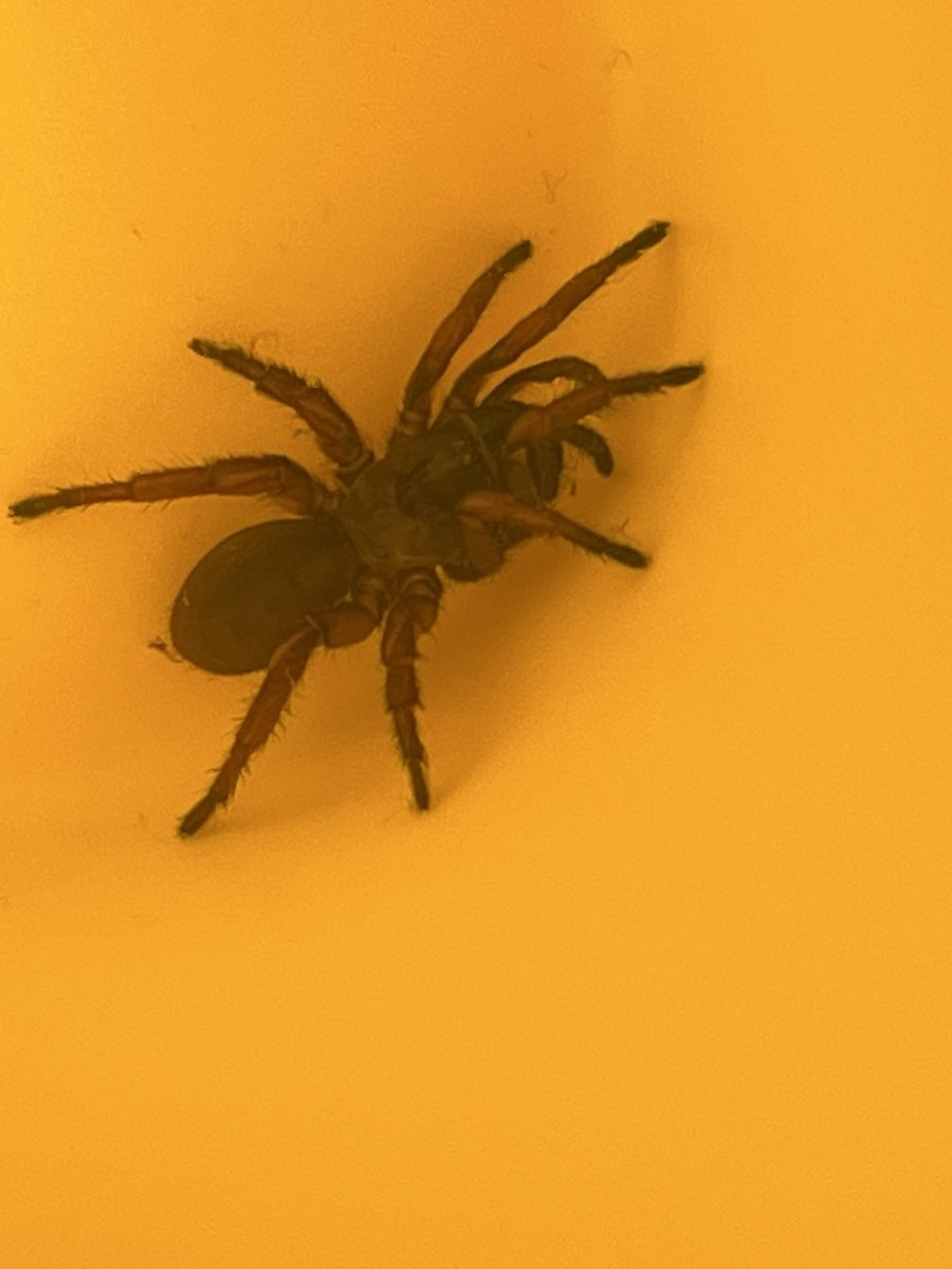 「A massive spider friend that I found! Bo」|Kieran 🔜 FWAのイラスト