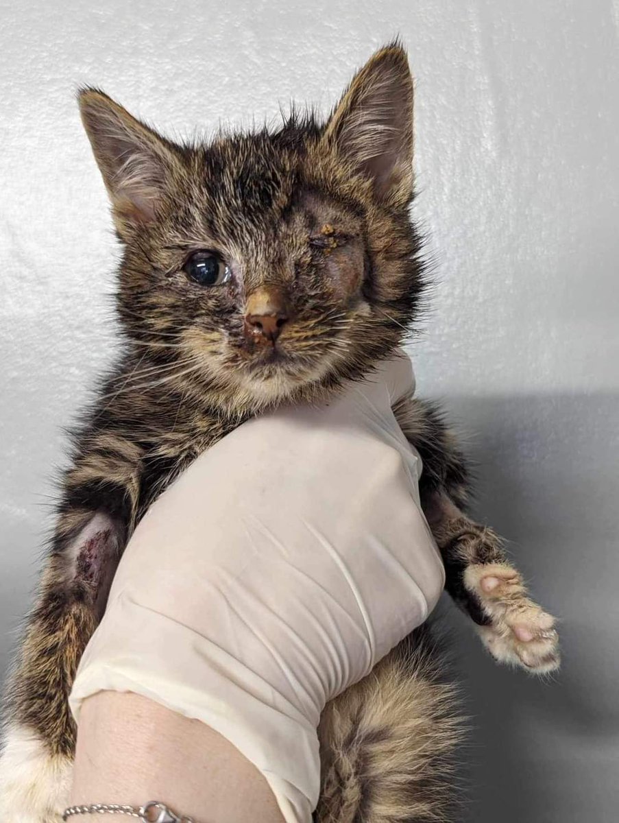 Our 4 emergency cat flu kittens who arrived the other day! All 4 have been in the vets all week, one has had a ruptured eye removed, but Cavan have desperately tried to save all the other eyes. One eye on Fred (white kitten) is still at risk of removal...