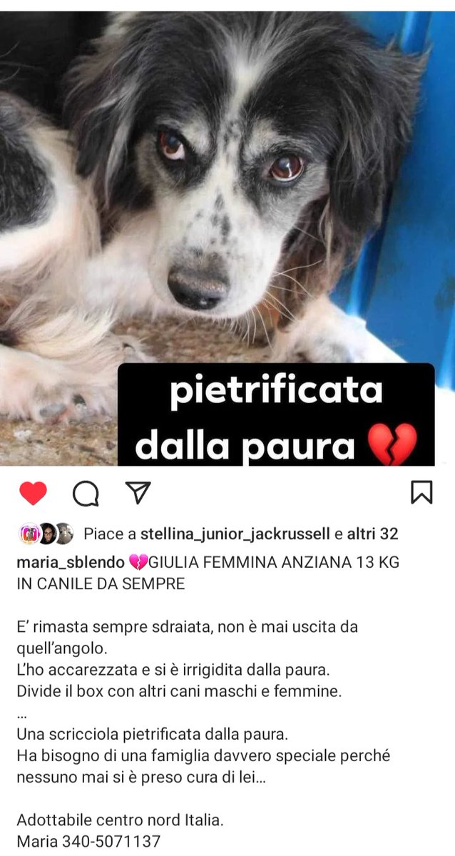 zampa_qua's tweet photo. URGENTISSIMO🆘🆘🆘🆘Maria☎️3405071137🐕"I SUOI OCCHI DICONO SALVAMI"GIULIA  è anziana,una vita intera di solitudine😭Ha bisogno urgentissimo di una famigliache qualcuno si soffermi non per pietà,ma che ti dica ‘andiamo a casa’ ADOTTATELA  🙏😔🏡 #4voiceless https://t.co/L805Pun4ED