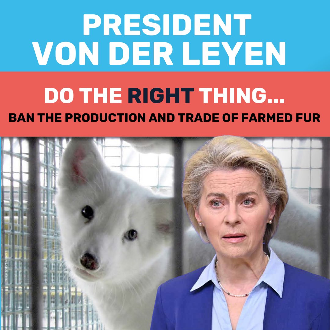 Horrified by the cruelty of the fur industry, more than 1.5 million EU citizens signed the #FurFreeEurope citizens’ initiative. Now the European Commission is about to respond.
@vonderleyen, you have the chance to do the right thing. It’s time to #MakeFurHistory in the EU.