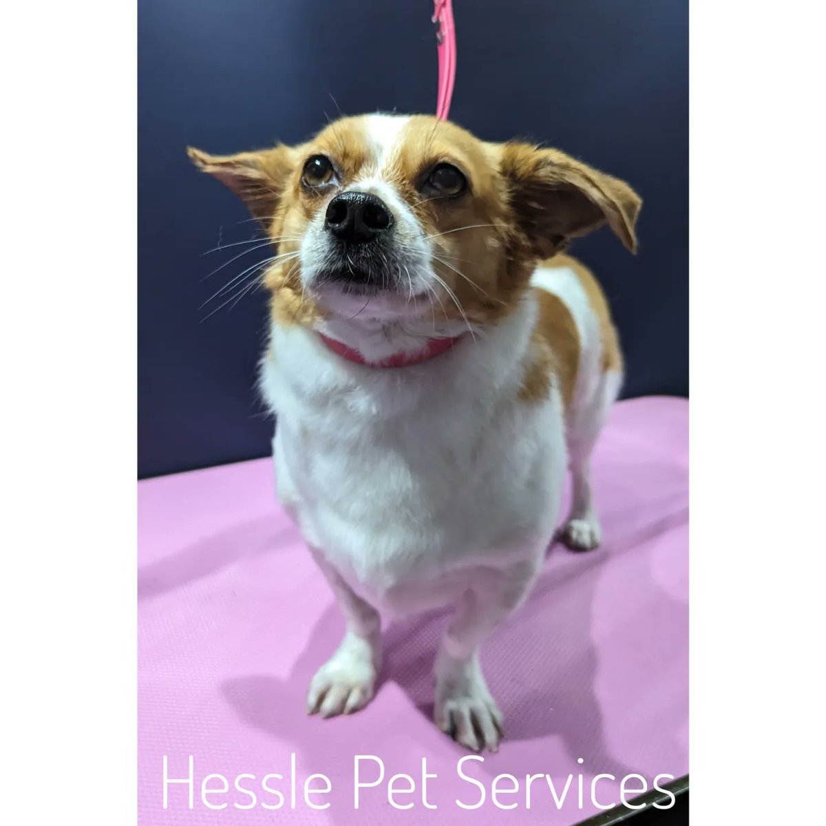 This adorable duo were rescued from the streets of Romania and have just had their Christmas pampers 😍
#DogGroomer #Hessle #RomanianRescueDog #ExStreetDog #Mongrel #DogsOfTwitter