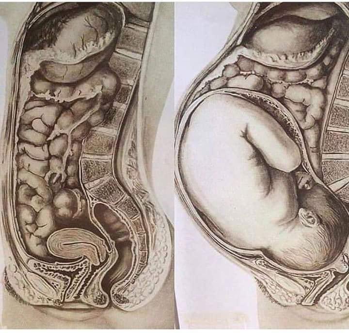 Durante el embarazo, la anatomía femenina se transforma para dar cabida al crecimiento del feto. 

El útero experimenta una expansión significativa, desplazando los intestinos hacia los lados y hacia arriba. 

Este aumento de tamaño también afecta al estómago, que puede ser