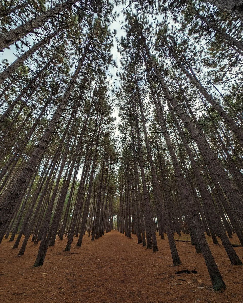 OnHighlands's tweet photo. It's all about perspective
๐ธ @hiker_chev
๐Petawawa
#Petawawa #Hiking #Perspective #RenfrewCounty #OttawaValley #ComeWander #OntariosHighlands #AllAboutPerspective #Trees #Forest #HikingTrails #Trails #LandscapePhotography #Photography https://t.co/aalasAHulW