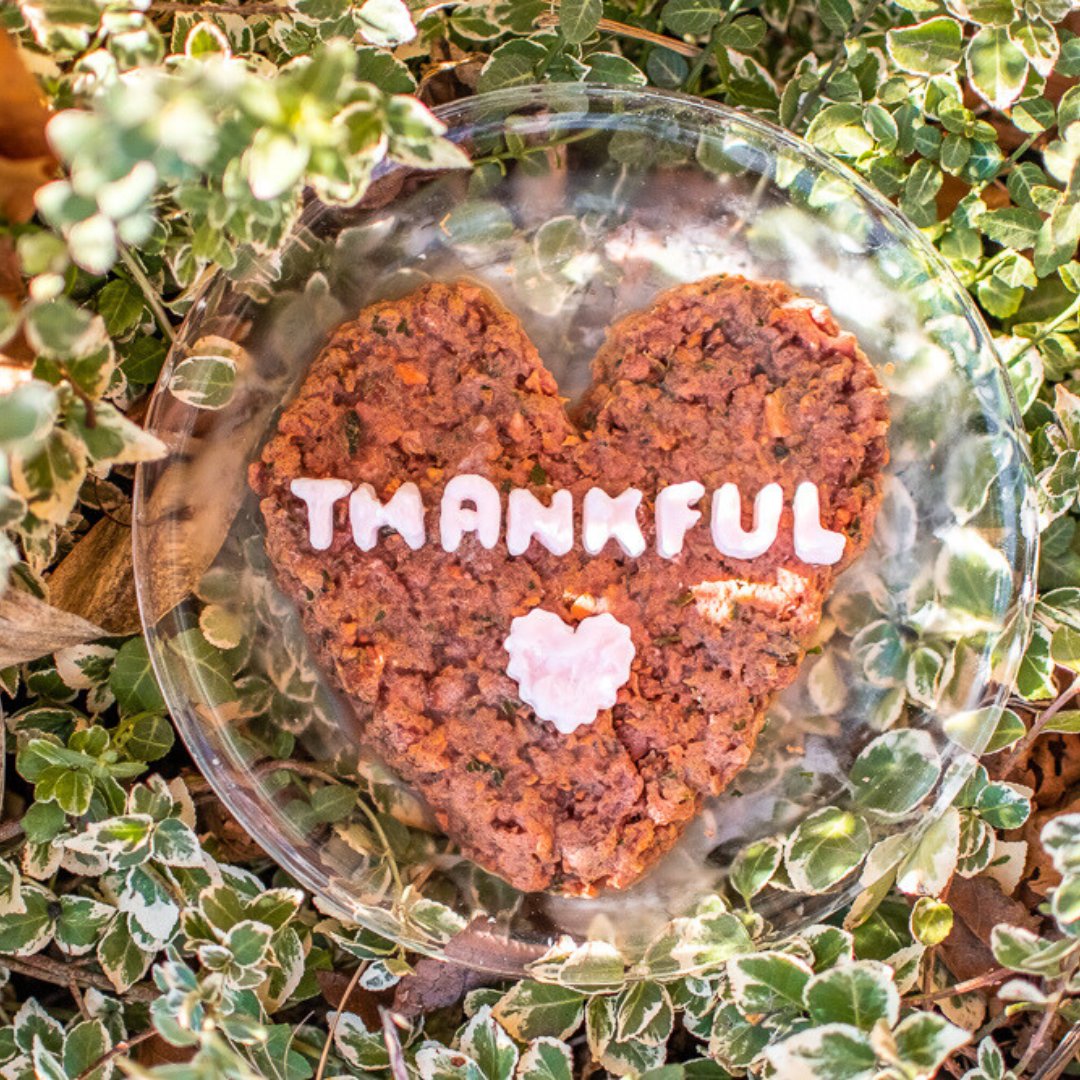 This Thanksgiving, we're thankful for our vibrant community of pets and pet people who make what we do all worth it. What are you thankful for this year?
📸: Mister_paddington on IG