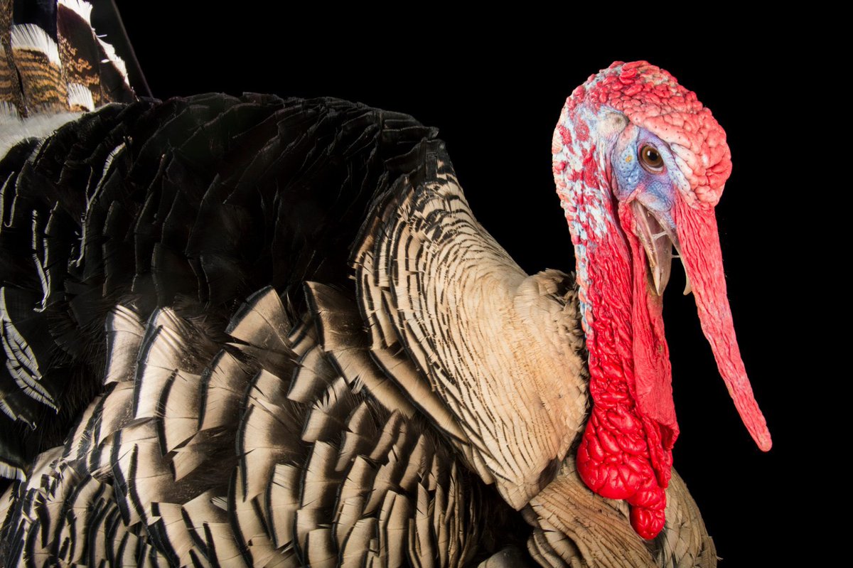 Happy Thanksgiving from Barley, the Narragansett turkey! The breed, which is a cross between wild and domesticated turkeys, is named for the Narragansett Bay in Rhode Island where they originated.