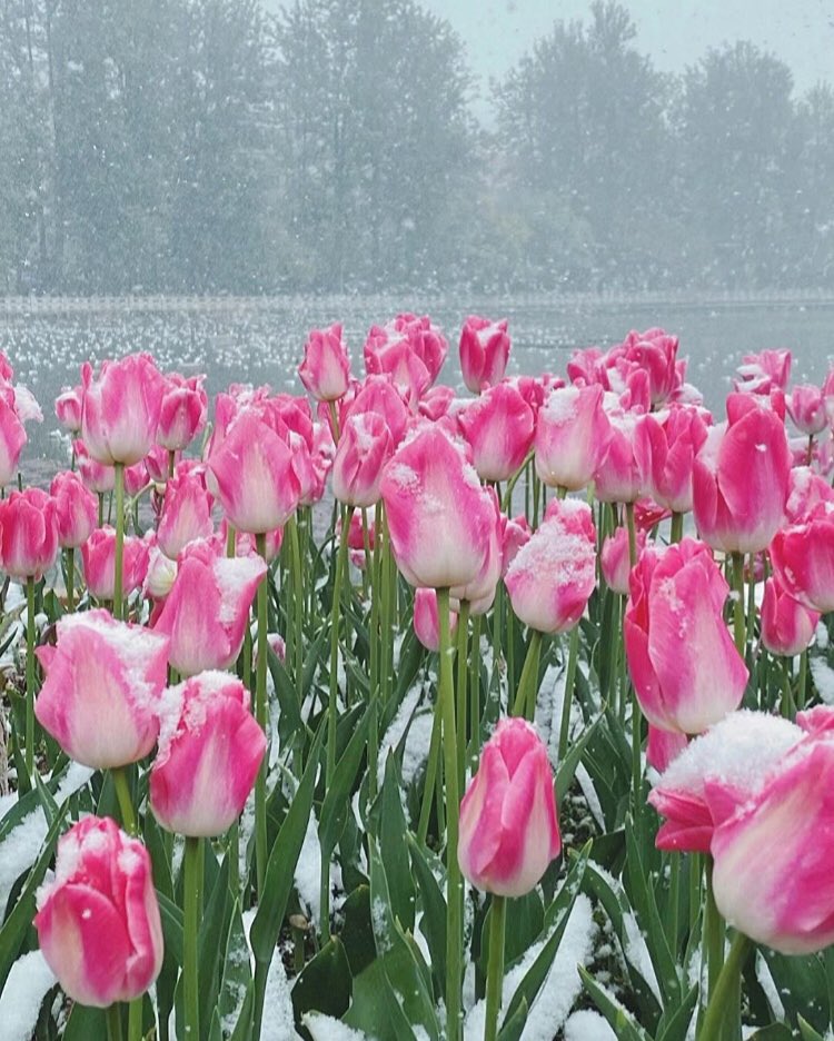 piinkibun's tweet photo. tulips covered with snow https://t.co/HhjesURAZc