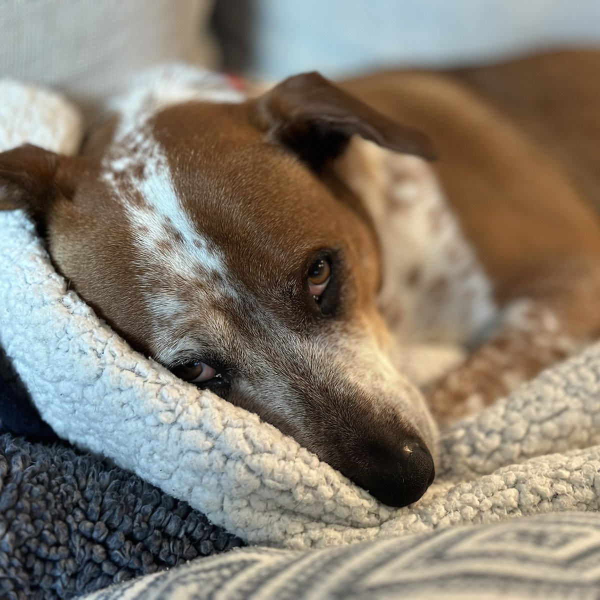 NeverDotard's tweet image. Thankful for these two mutts

#rescues #dogs #mutts