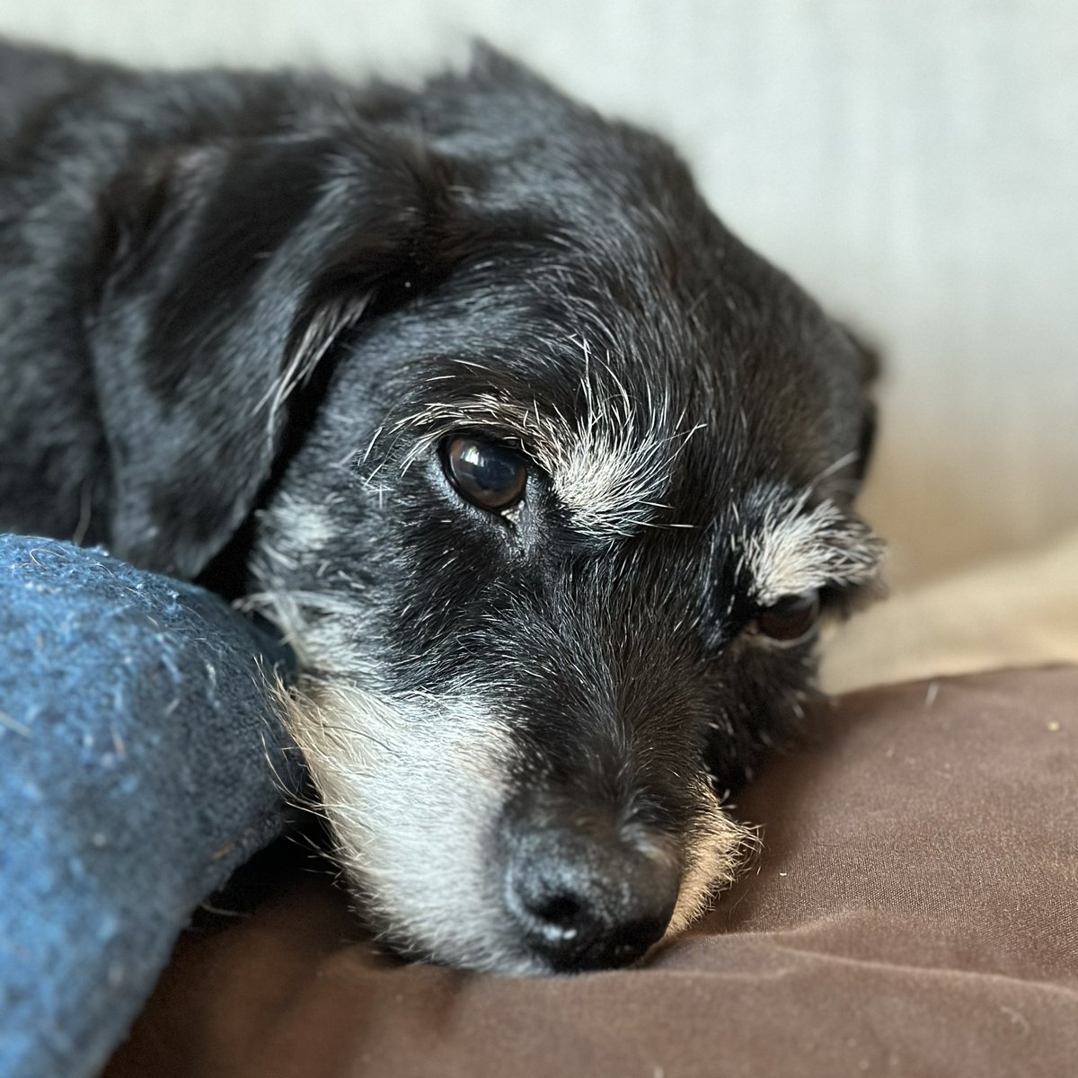 NeverDotard's tweet image. Thankful for these two mutts

#rescues #dogs #mutts