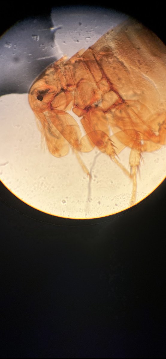DagnallLab's tweet image. Our DTM&amp;amp;H students had their revision session up in the lab today. One sample out was this - any guesses to its identity?