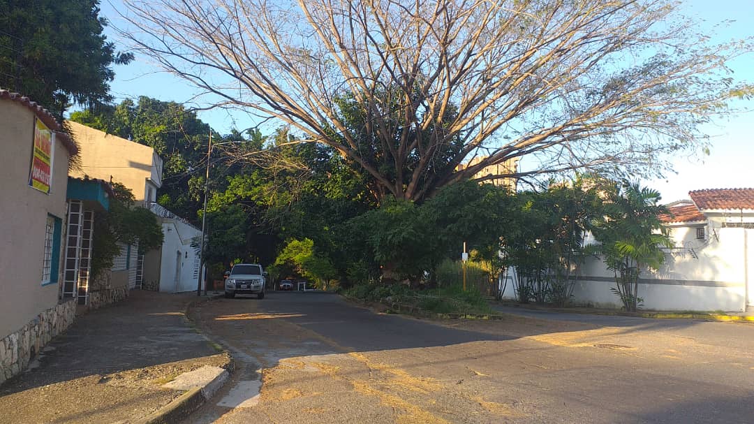 esmeraldamujica's tweet photo. Ayer iniciaron un anillado de éste árbol, se denunció y hoy agudizaron la acción. Unos ciudadanos que no valoran y desconocen los beneficios de ese árbol. Sin árboles no hay ciudades del futuro, pero cómo hacer entender a los vecinos de Las Chimeneas que eso no está bien https://t.co/Rj6Bi3s25l