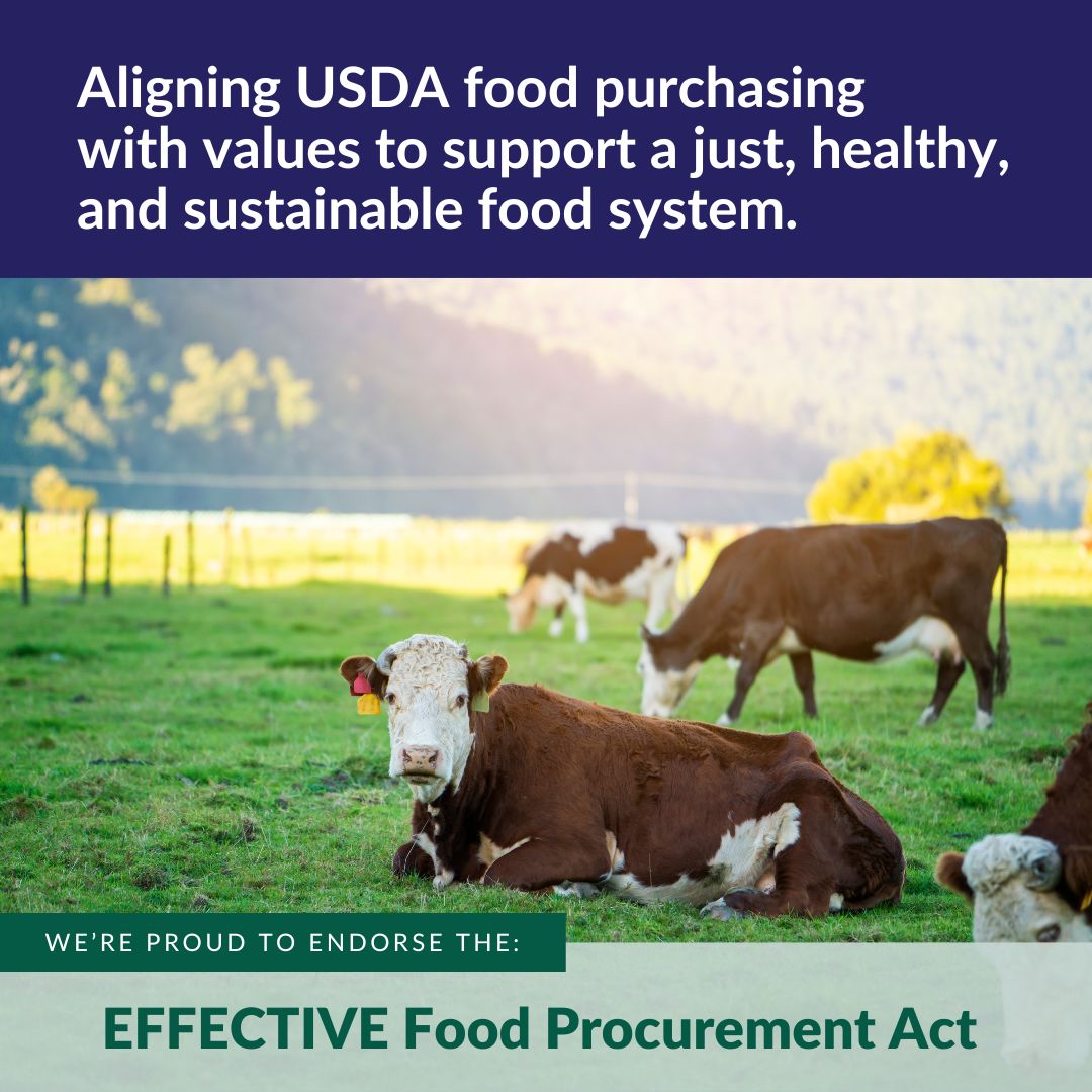 THANK YOU 🙏 @SenMarkey & @RepAdams for introducing the EFFECTIVE Food Procurement Act to leverage BILLIONS spent on food by @USDA to help build a just, healthy & sustainable food system! bit.ly/EFFECTIVE-food…