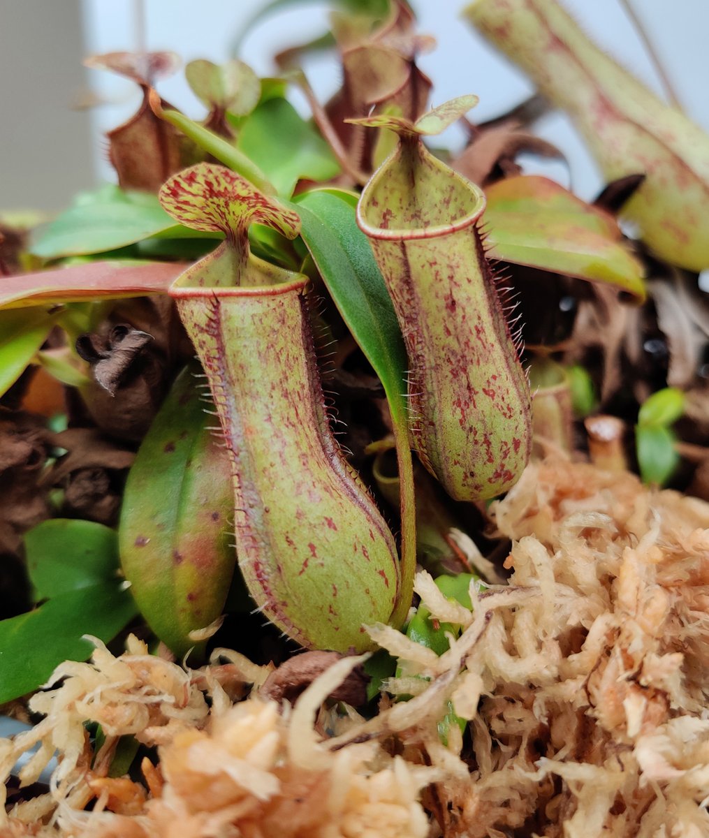 Botanist @kfuku0502 and his team have investigated the role of subgenome dominance in a pitcher plant’s evolutionary development of carnivorism and dioecy.🧬🌱The results have potential applications in agriculture. Study published in @NaturePlants. ➡️uni-wuerzburg.de/en/news-and-ev…