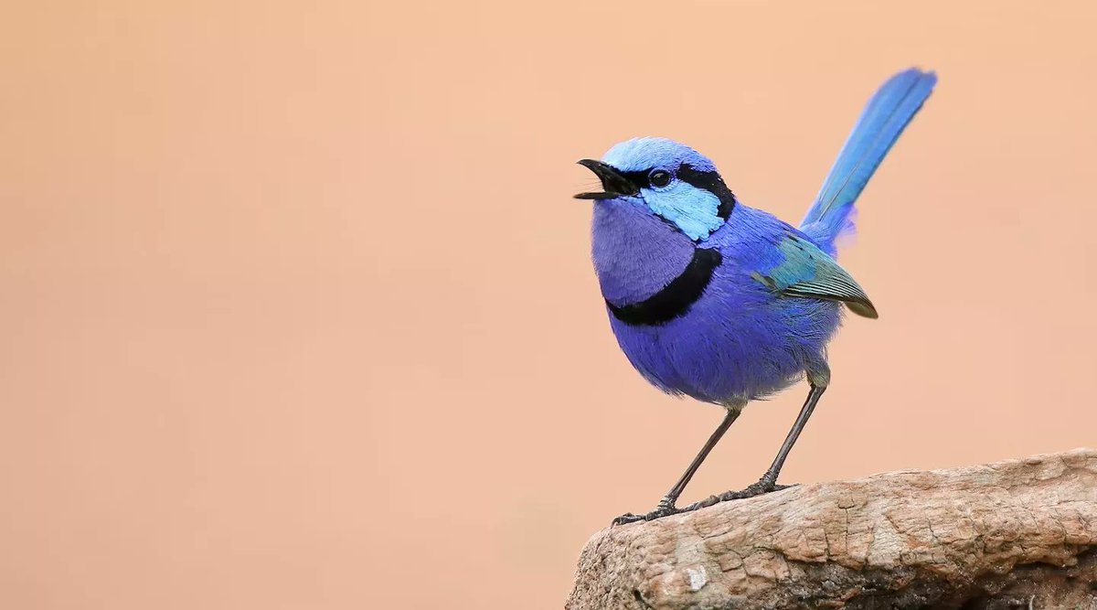 Preston Society of Birdwatching tweet media