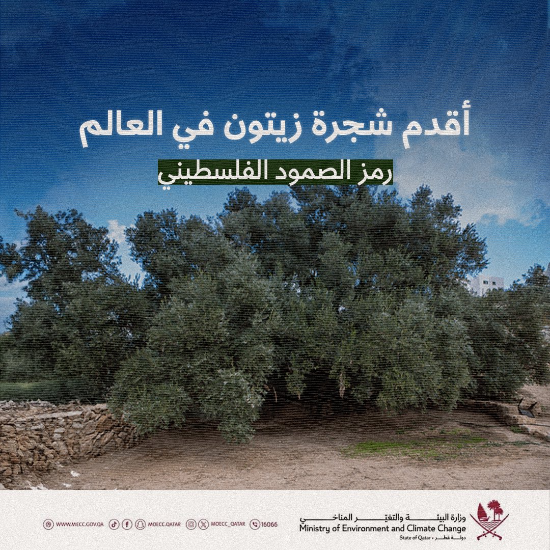 moecc_qatar's tweet photo. 🇵🇸🌿

تغطي أشجار الزيتون مساحات واسعة من أرض فلسطين منذ القدم، ويعتبرها الفلسطينيون رمزًا للصمود والتحدي، حيث ارتبط هذا الرمز ارتباطًا وثيقًا بالقضية الفلسطينية منذ بدايتها، ولا ينظر الفلسطينيون لهذه الشجرة كمحصول اقتصادي فقط، بل كرمز تاريخي تراثي يجب حمايته والدفاع عنه.

 نعرض لكم هُنا أهم المعلومات حول أقدم شجرة زيتون في العالم على الأراضي الفلسطينية المحتلة.

#وزارة_البيئة_والتغير_المناخي