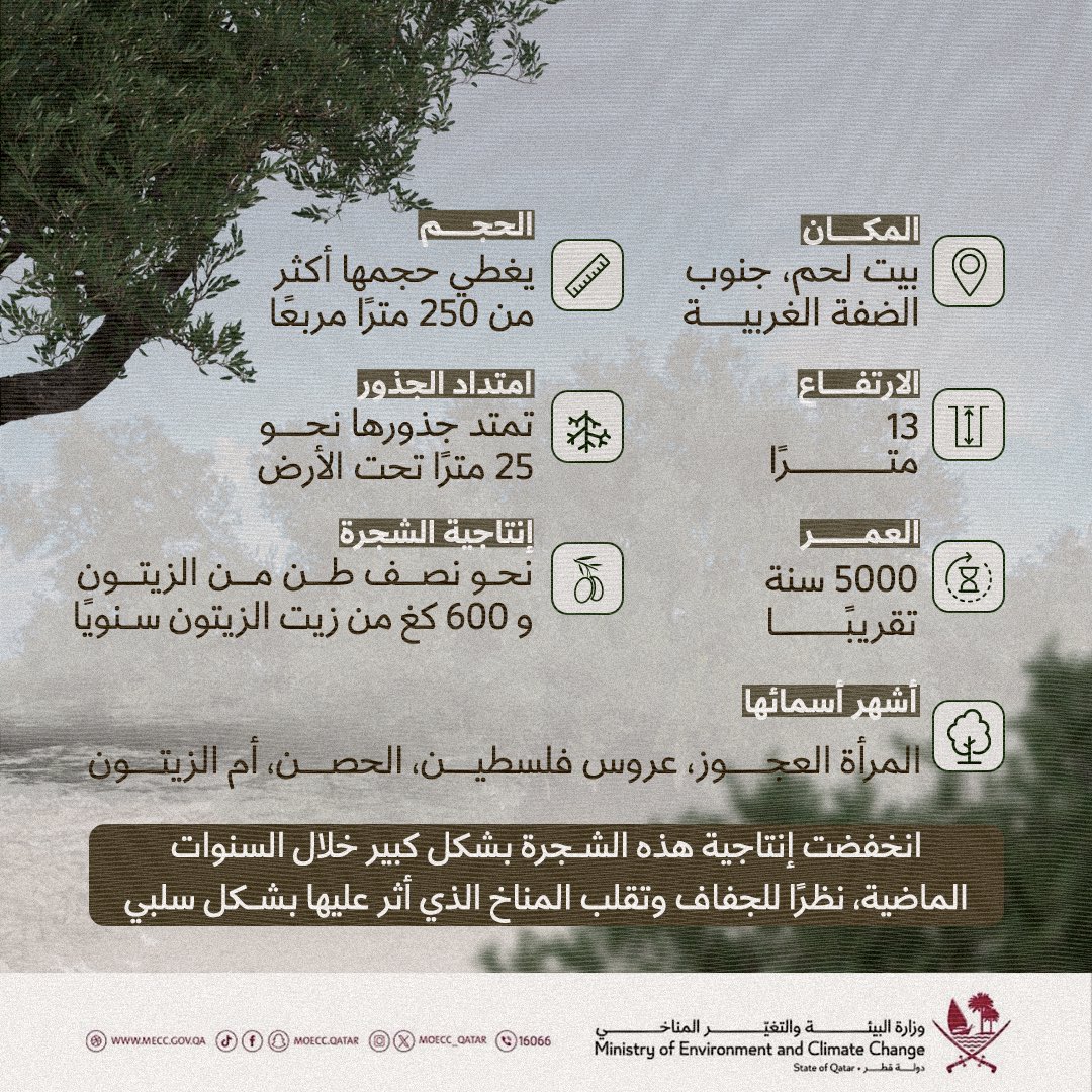 moecc_qatar's tweet photo. 🇵🇸🌿

تغطي أشجار الزيتون مساحات واسعة من أرض فلسطين منذ القدم، ويعتبرها الفلسطينيون رمزًا للصمود والتحدي، حيث ارتبط هذا الرمز ارتباطًا وثيقًا بالقضية الفلسطينية منذ بدايتها، ولا ينظر الفلسطينيون لهذه الشجرة كمحصول اقتصادي فقط، بل كرمز تاريخي تراثي يجب حمايته والدفاع عنه.

 نعرض لكم هُنا أهم المعلومات حول أقدم شجرة زيتون في العالم على الأراضي الفلسطينية المحتلة.

#وزارة_البيئة_والتغير_المناخي