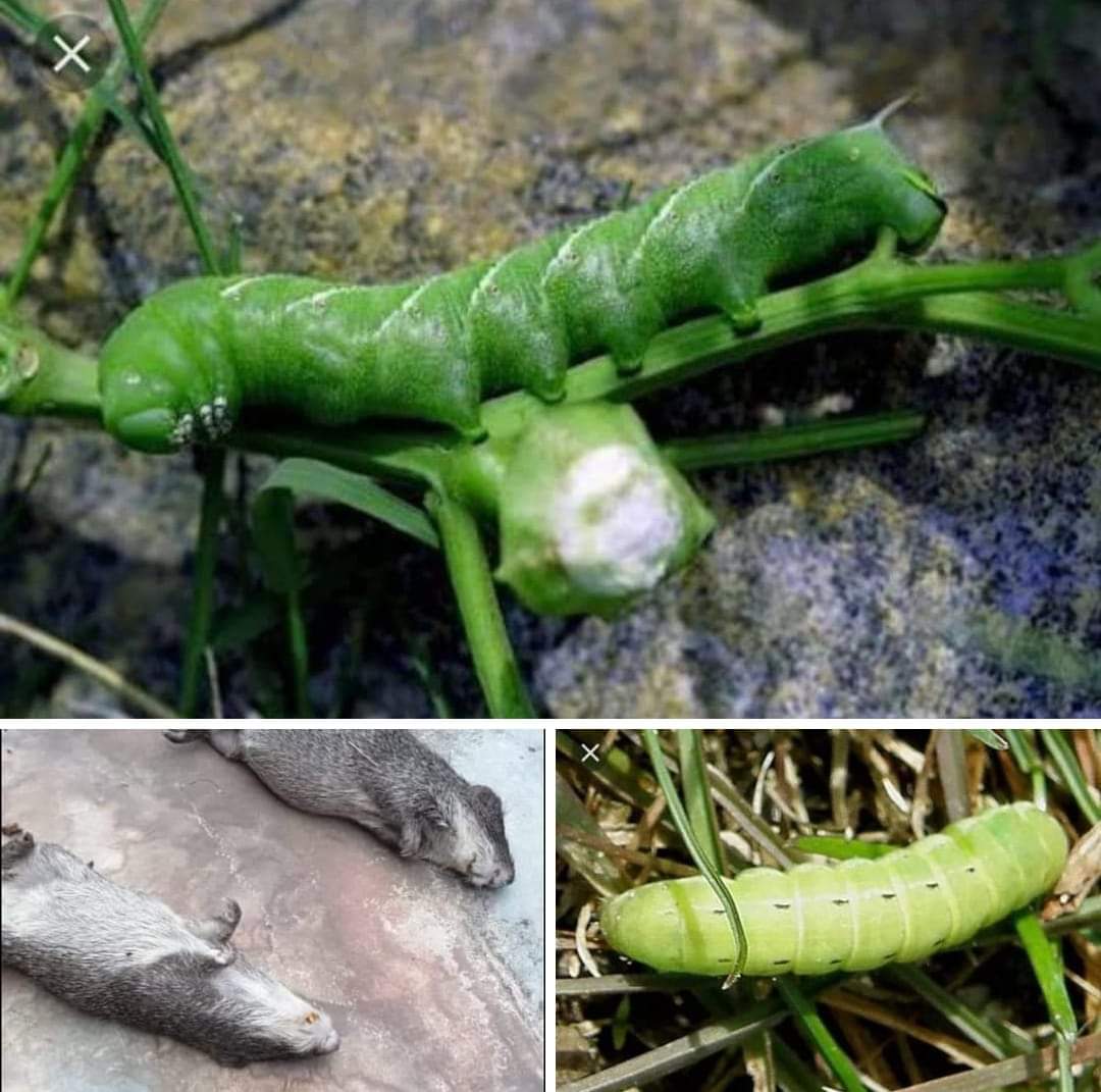 LucianHazel1's tweet photo. #Be watchful 👇👇

Find attached bugs/insects that kills our animals in grasses mostly found in elephants grasses ....always cut open and  spread grasses inside hot sun or clean inside salt water b4 feeding your Grass cutters ,this will kill all the bacteria /insect 👇👇 https://t.co/PK7cWgnY7o
