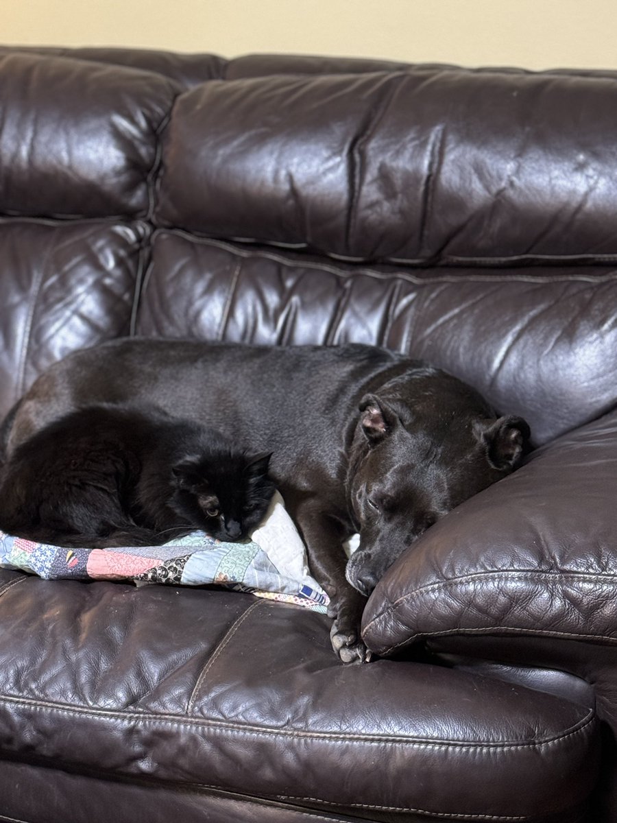 emilybean80's tweet photo. @annie_pooRN My cat and dog snuggling! https://t.co/jLGcvbv71c