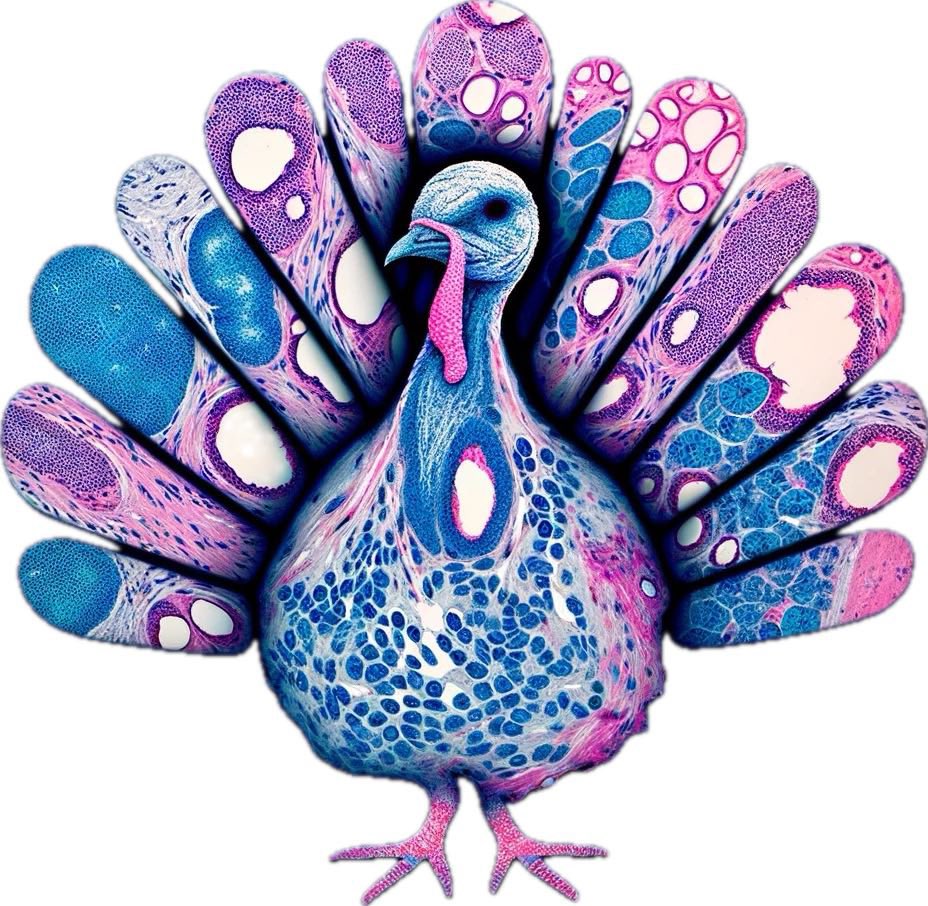 SeanSNiu's tweet photo. I asked GPT-4 to draw a turkey on an H&amp;E slide (one realistic, one cartoonish)🤣 Happy Thanksgiving!! #PathTwitter #chatgpt #AIArtworks https://t.co/7p9Tdv5lMM